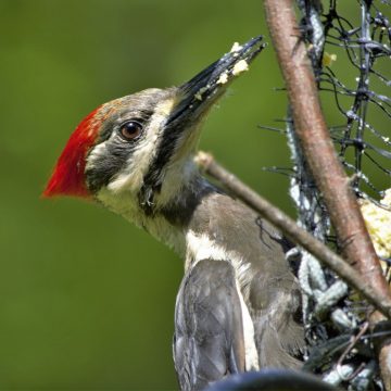 Do Woodpeckers Attack Other Birds?