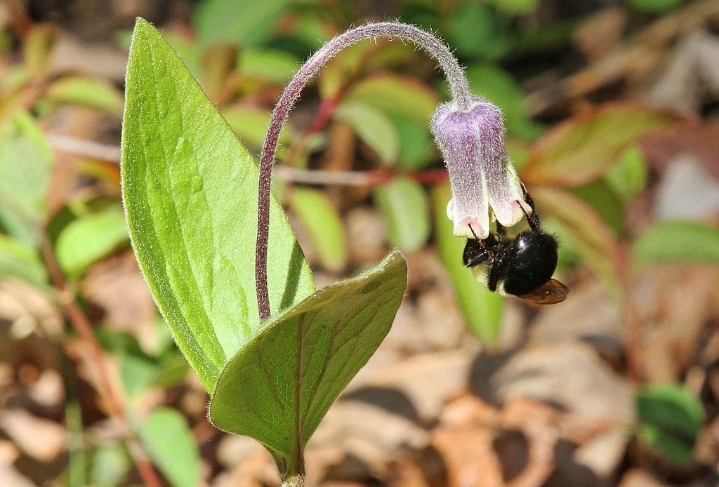 does-clematis-attract-bees