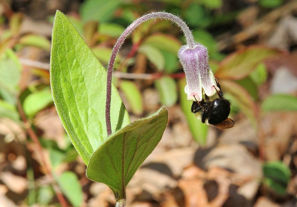 Does Clematis Attract Bees?