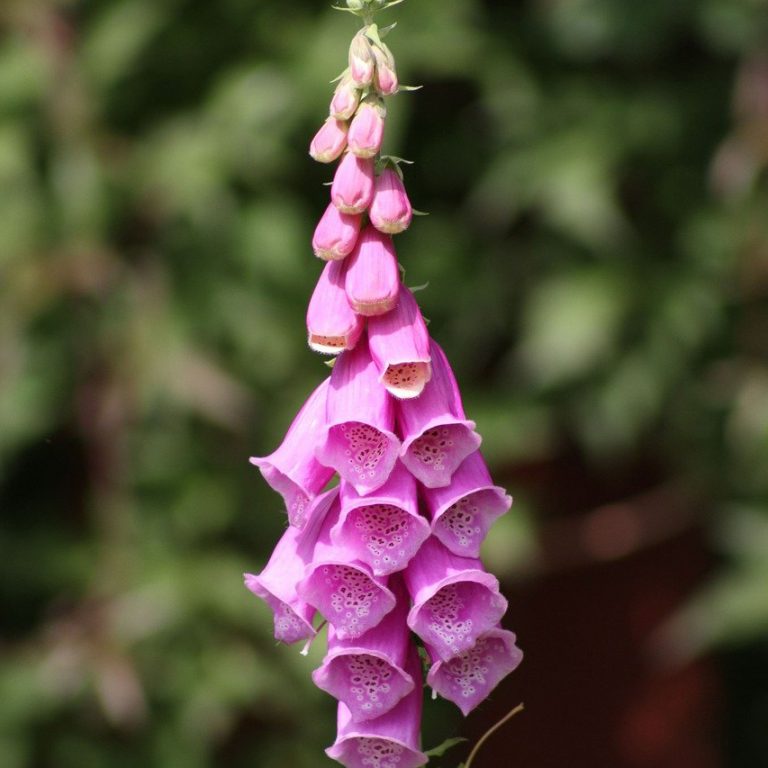 23 Potted Flowers That Attract Hummingbirds