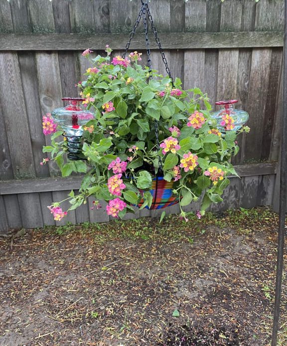 hanging-plants-that-attract-hummingbirds