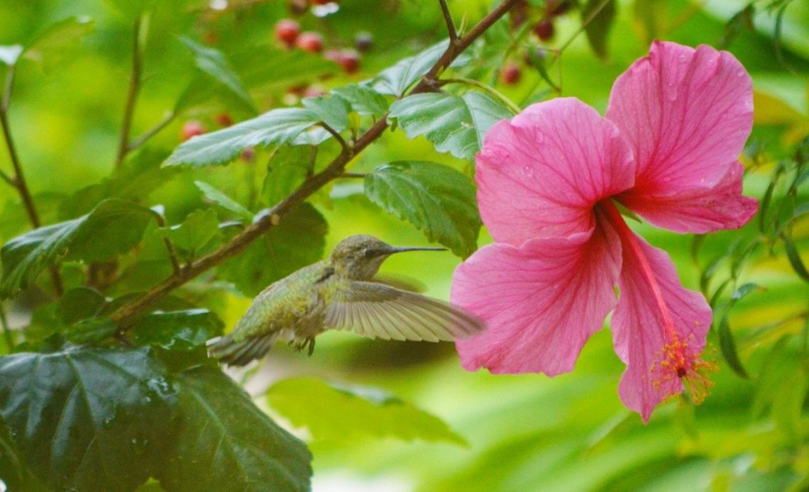 hibiscus-hummingbirds
