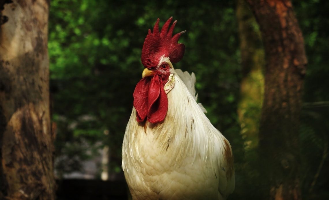 how-far-will-free-range-chickens-roam