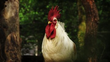 How Far Will Free Range Chickens Roam?