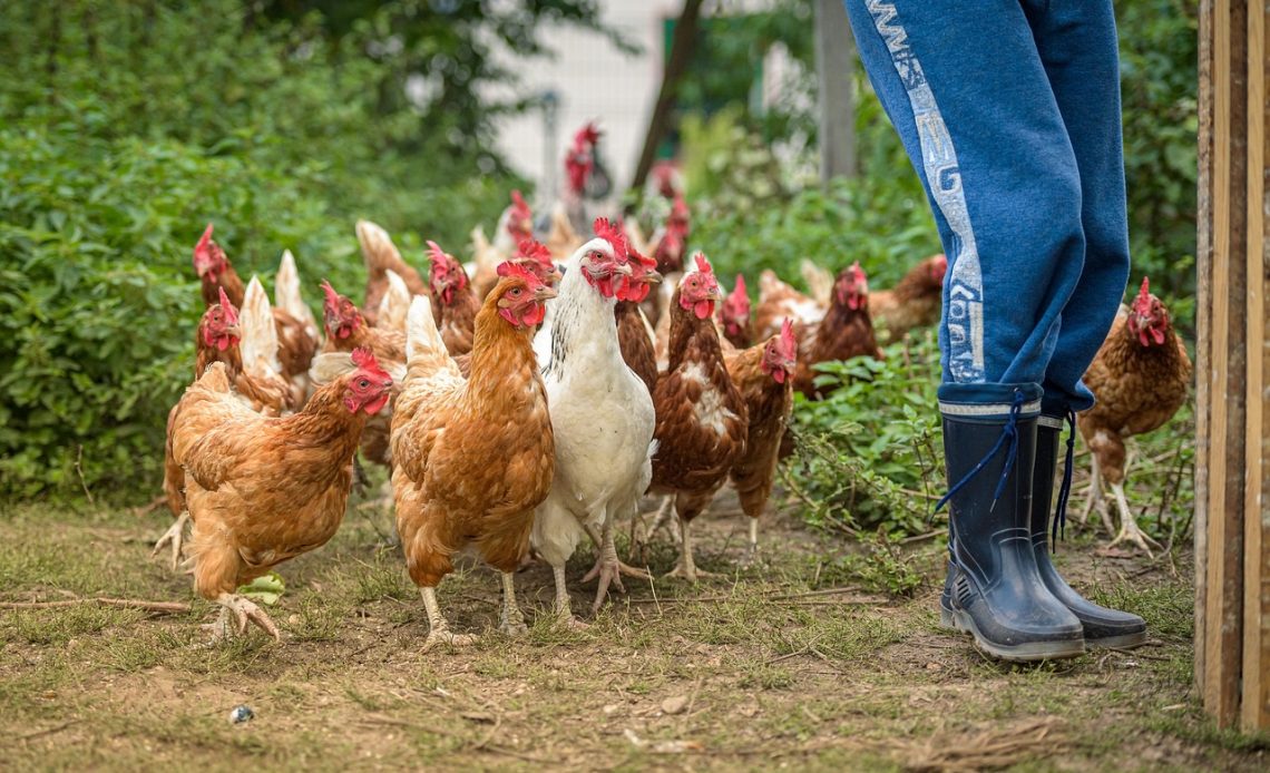 how-to-keep-free-range-chickens-in-your-yard