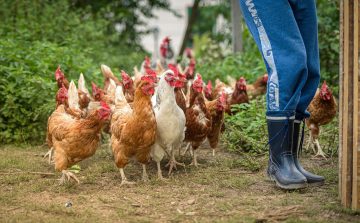 How to Keep Free Range Chickens In Your Yard
