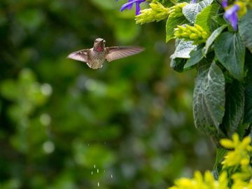 Do hummingbirds poop around feeders?