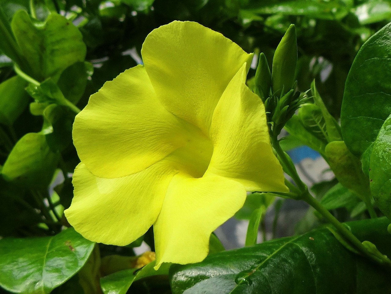 Do Hummingbirds Like Mandevilla?