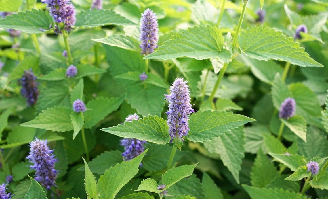 perennial-flowers-that-attract-hummingbirds