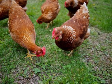 How to Raise Backyard Chickens Successfully