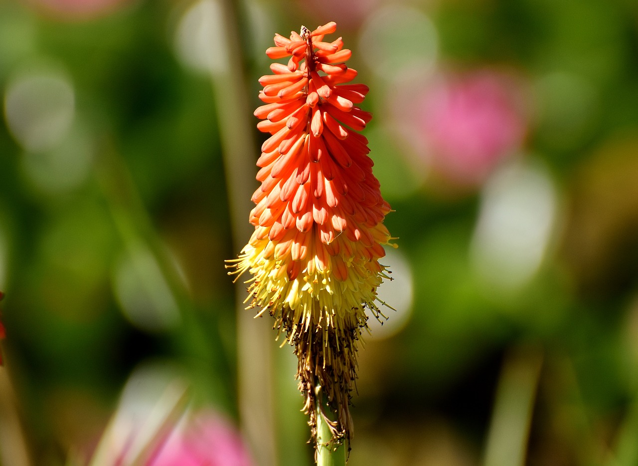 23 Potted Flowers That Attract Hummingbirds