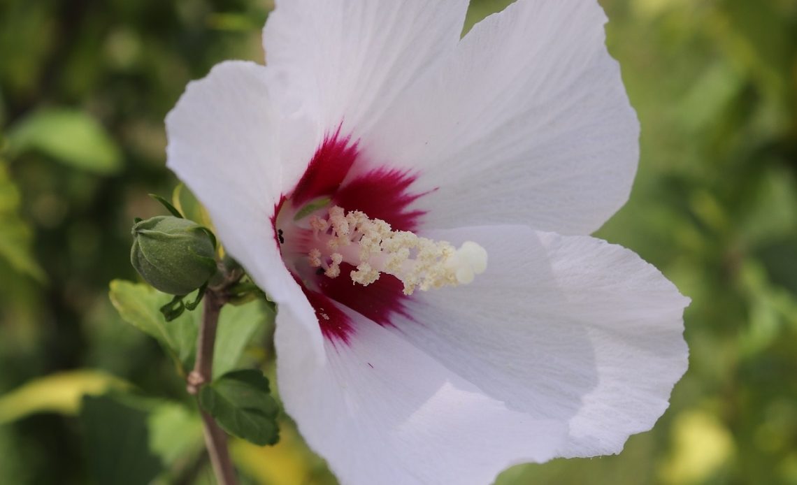 rose-of-sharon-hummingbirds