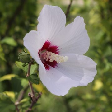 Does Rose of Sharon Attract Hummingbirds?
