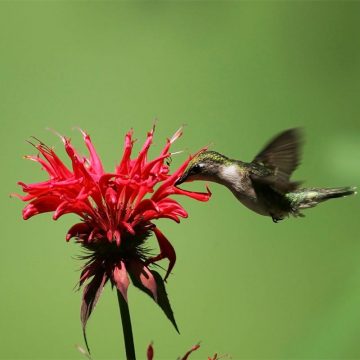 The 34 Best Hummingbird Flowers to Grow in Your Garden