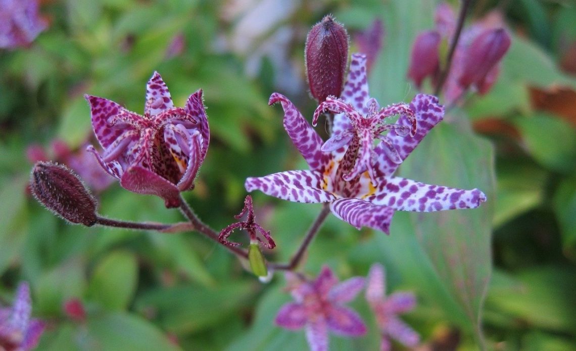 shade-plants-that-attract-hummingbirds