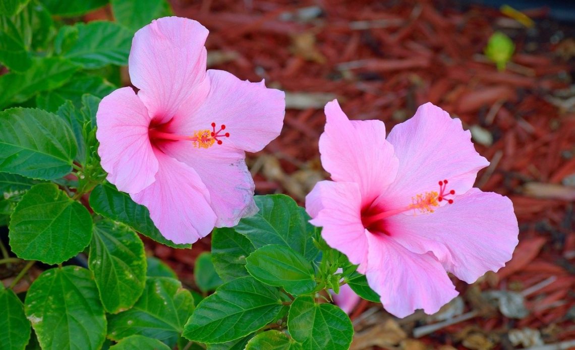 shrubs-that-attract-hummingbirds