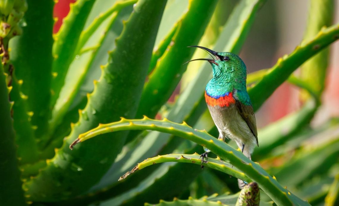 succulents-that-attract-hummingbirds