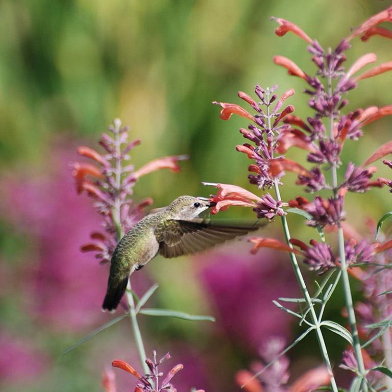 23 Potted Flowers That Attract Hummingbirds