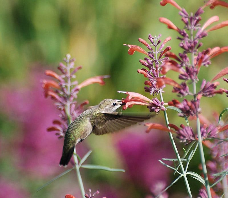 potted-flowers-that-attract-hummingbirds