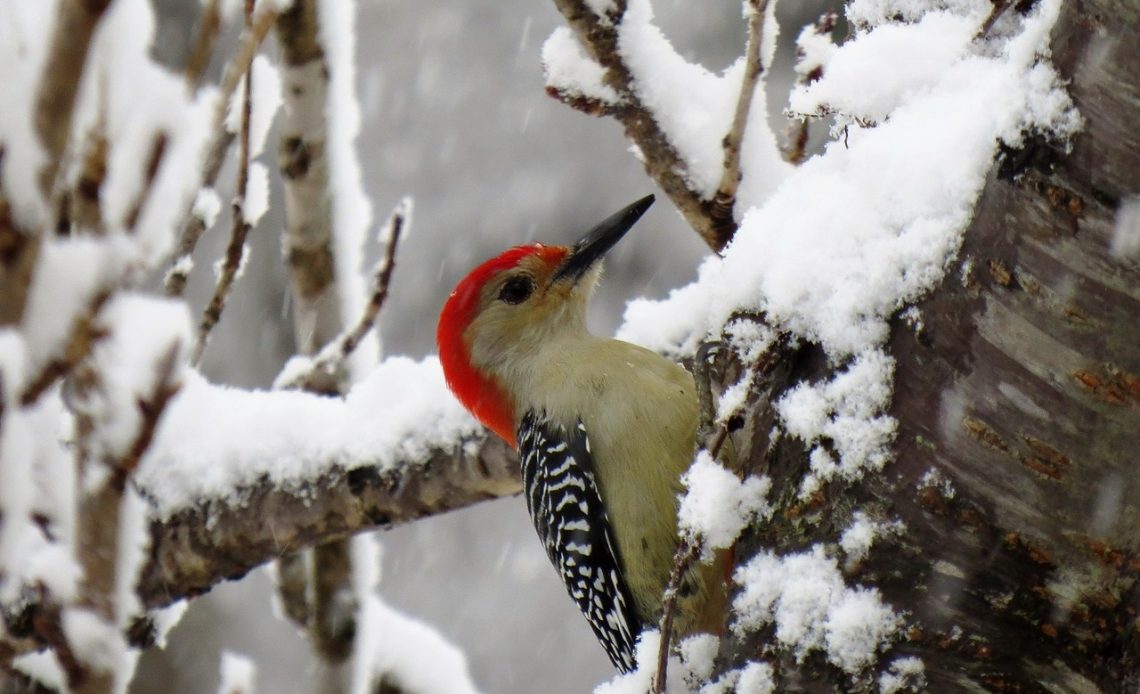 what-do-woodpeckers-eat-in-winter