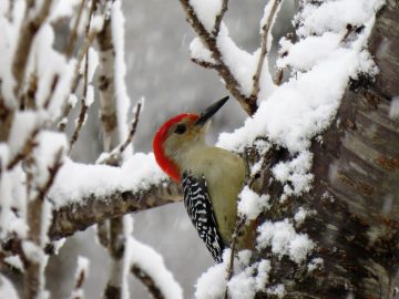 What Do Woodpeckers Eat in the Winter?