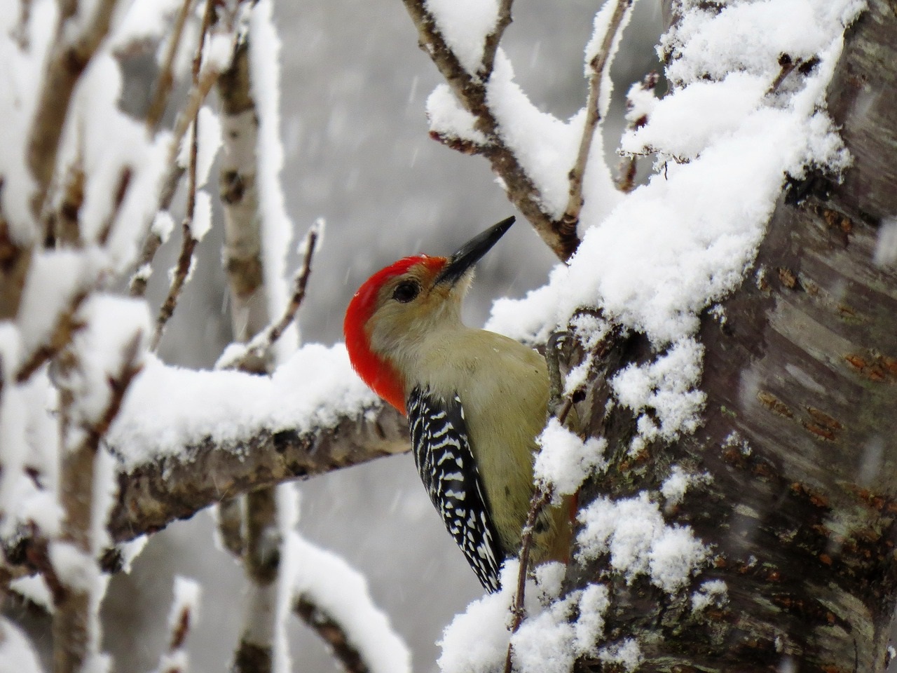 feeding woodpeckers in winter