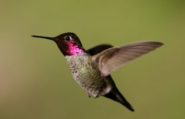 Why do hummingbirds fly up to your face?