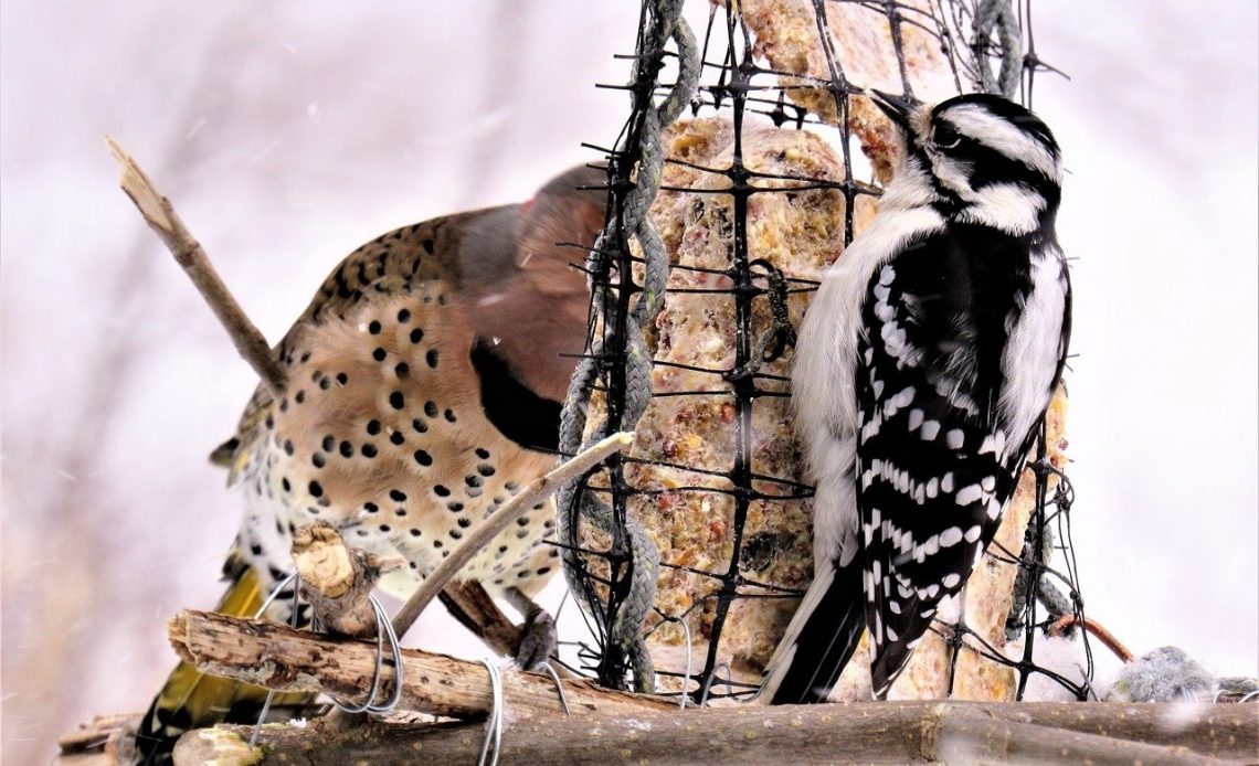 woodpecker-food