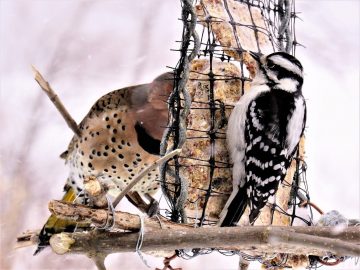 Woodpecker Food: What Are The Best Foods to Attract Woodpeckers To Your Yard?