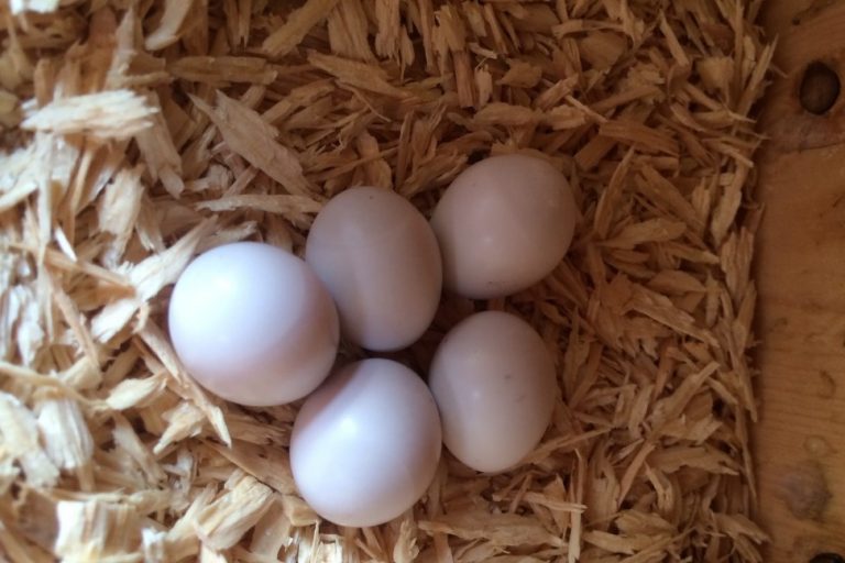 All About Woodpecker Eggs: Facts, Pictures and More!