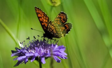 How to Attract Butterflies But Not Bees To Your Yard