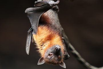 Can Bats Take Off From The Ground? 