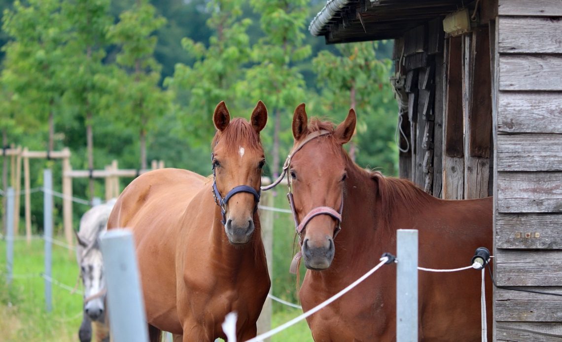 can-bees-be-kept-near-horses