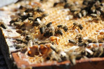 Can Bees Drown in Honey?