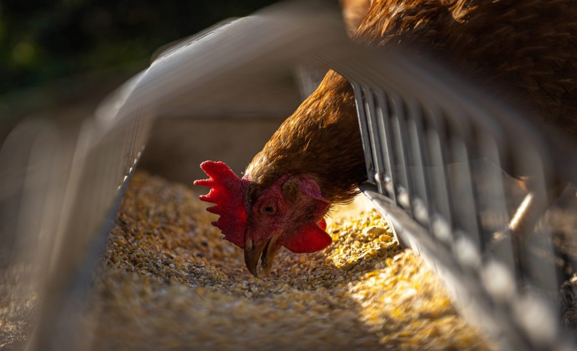 can-chickens-eat-peanut-butter