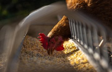 Can Backyard Chickens Eat Peanut Butter?