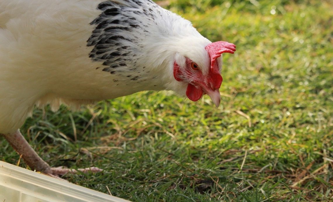 can-chickens-eat-sunflower-seeds