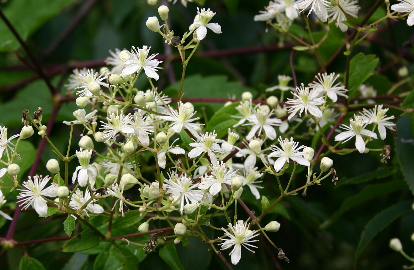 7 6 Plants That Attract Deer To Your Yard