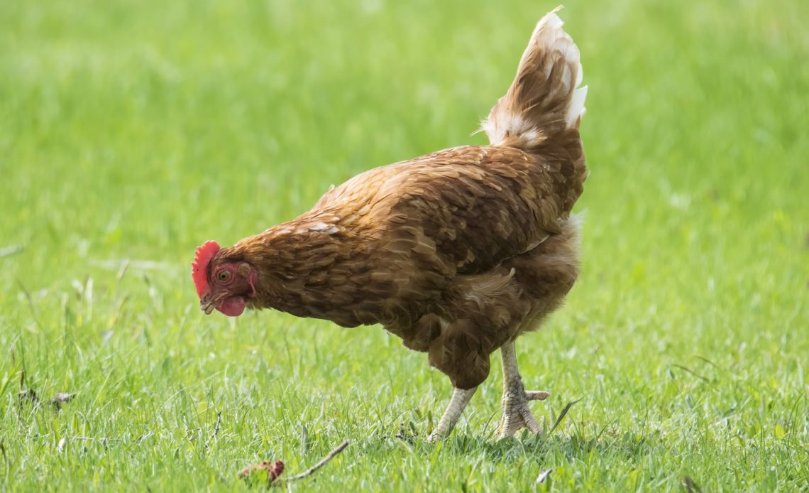 do-chickens-damage-lawns