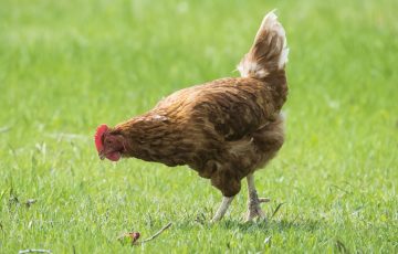 Do Chickens Damage Lawns?