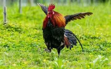 Do Chickens Fly Away? How To Keep Them In Your Backyard