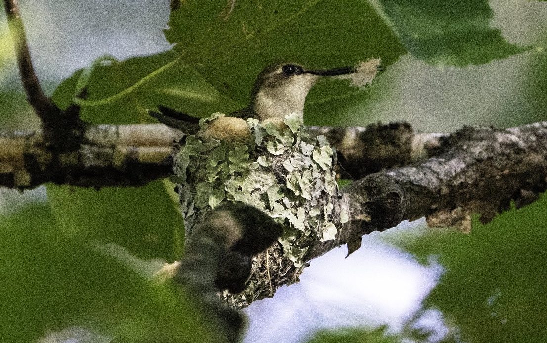 do-hummingbirds-come-back-to-the-same-nest