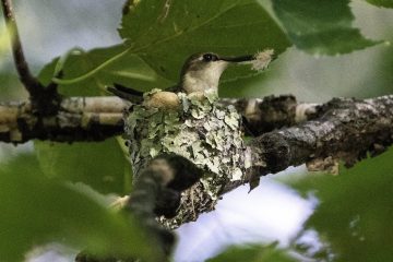 Do Hummingbirds Come Back to the Same Nest?