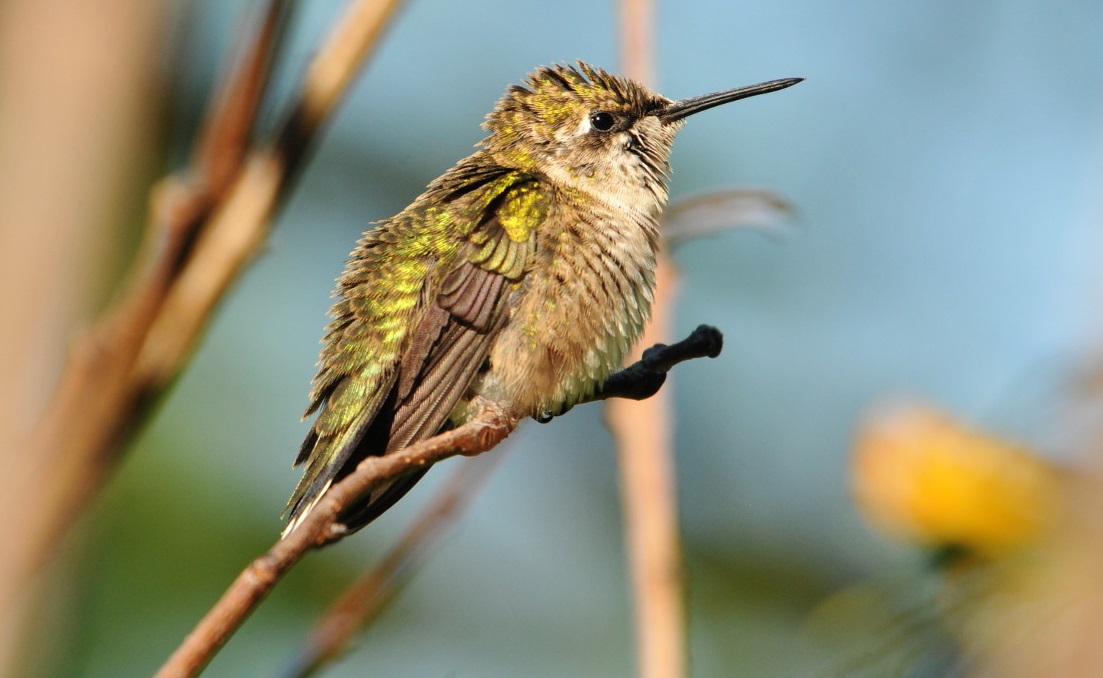 do-hummingbirds-die-when-they-stop-flying