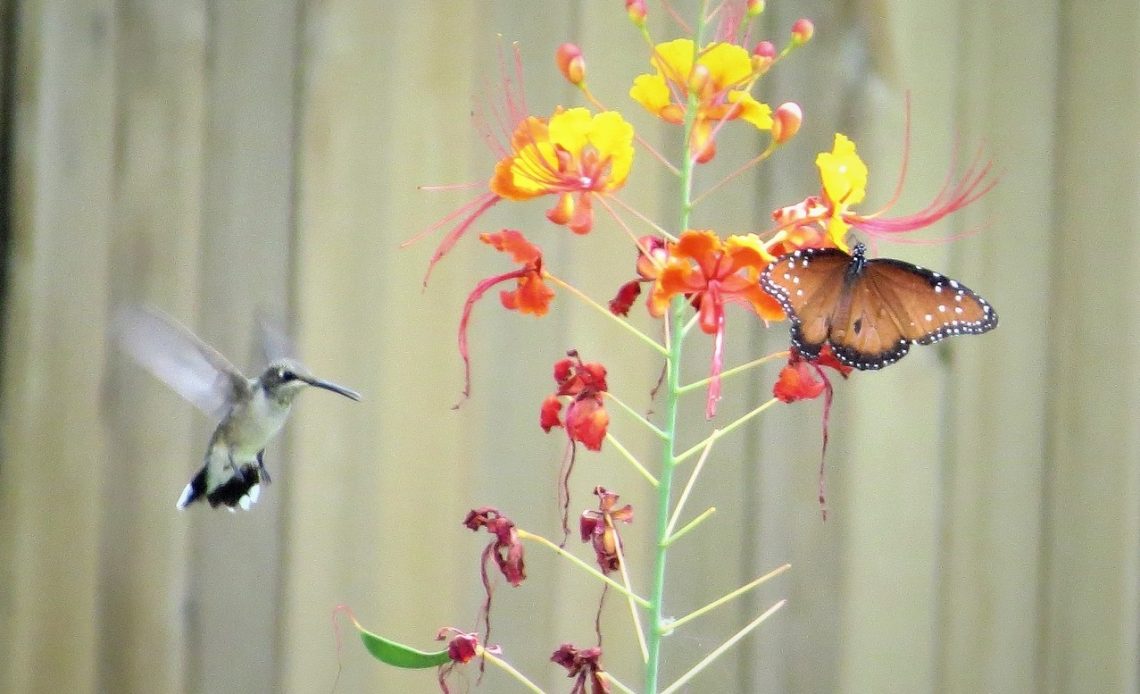 do-hummingbirds-eat-butterflies