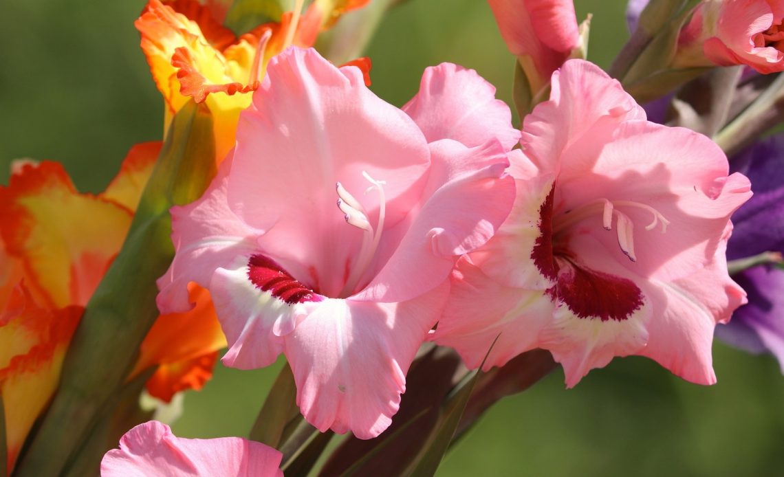 do-hummingbirds-like-gladiolus