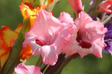 Do Hummingbirds Like Gladiolus?