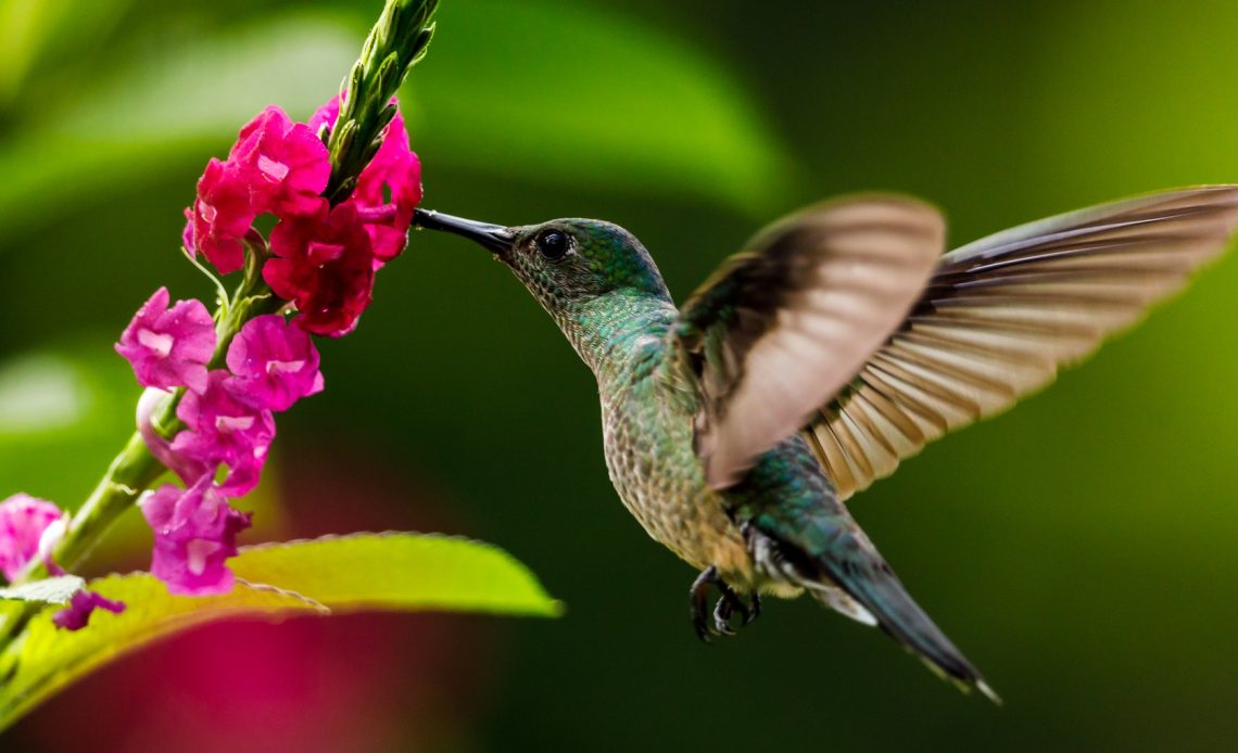 do-hummingbirds-like-hydrangeas