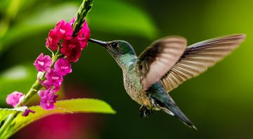 Do Hummingbirds Like Hydrangeas?