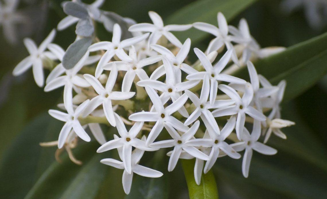 do-hummingbirds-like-jasmine